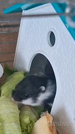 Criceto russo panda