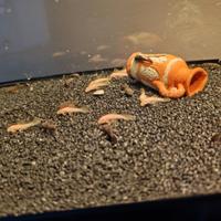 Ancistrus giovani albini/neri