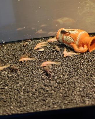 Ancistrus giovani albini/neri