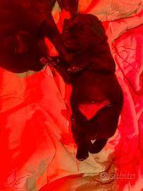 Labrador retriver