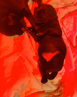 Labrador retriver