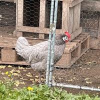 Gallo e galline spagnole dalla faccia bianca