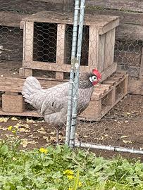 Gallo e galline spagnole dalla faccia bianca