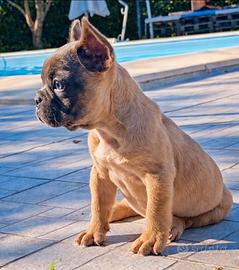 Bulldog francese