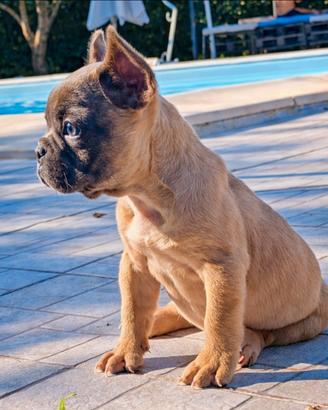 Bulldog francese