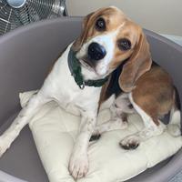 Beagle Maschio Disponibile per monta