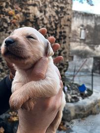Cuccioli Golden Retriever