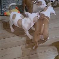 American bully