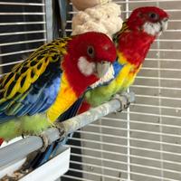Rosella comune