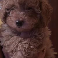 Barbone cucciolo dolcissimo
