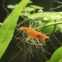 Neocaridina ,gamberi arancione
