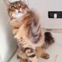 Cucciolone Mainecoon