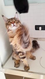 Cucciolone Mainecoon