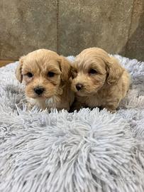 Maltipoo