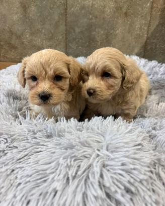 Maltipoo