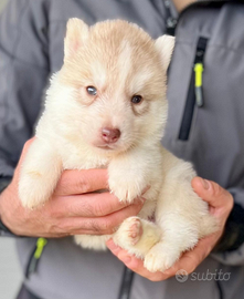 Cuccioli siberian husky