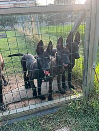 Cuccioli di pastore olandese