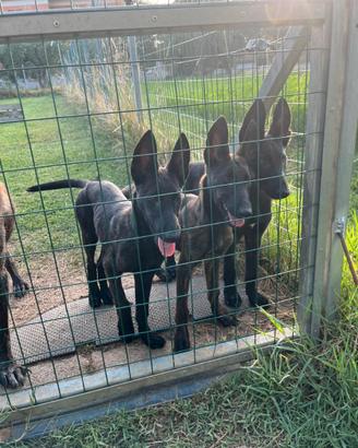Cuccioli di pastore olandese