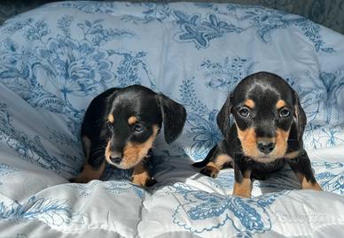 Cucciolata bassotti neri maschi