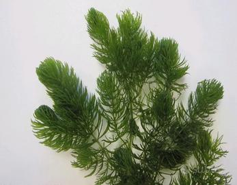 ceratophyllum pianta ossigenante acquatica