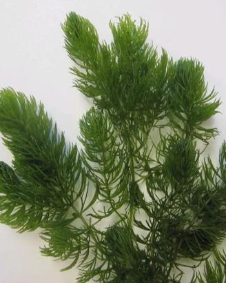 ceratophyllum pianta ossigenante acquatica