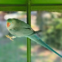 Parrocchetti dal collare IN BLOCCO