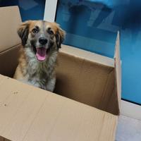 4 anni taglia media contenuta 13 kg