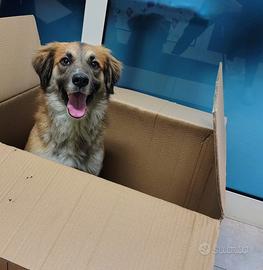 4 anni taglia media contenuta 13 kg