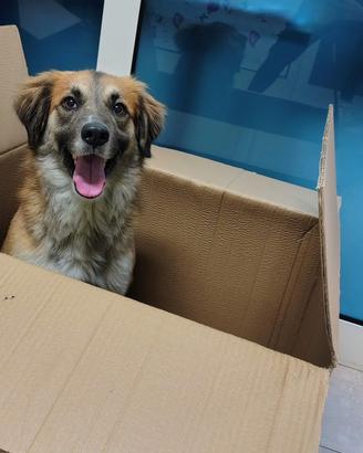 4 anni taglia media contenuta 13 kg