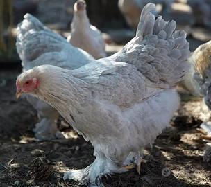 galline 