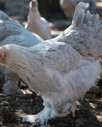 galline 