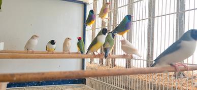 Diamanti di gould
