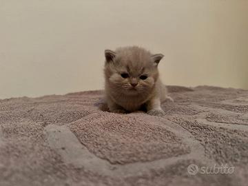 British shortair incantevoli