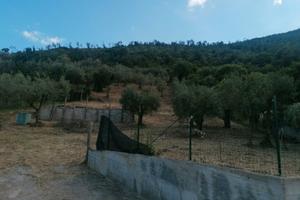 Terreno agricolo (uliveto)