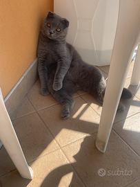 Scottish fold disponibile per accoppiamento