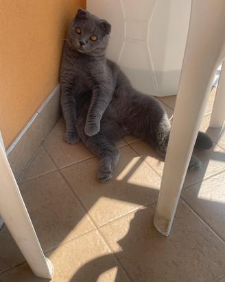 Scottish fold disponibile per accoppiamento