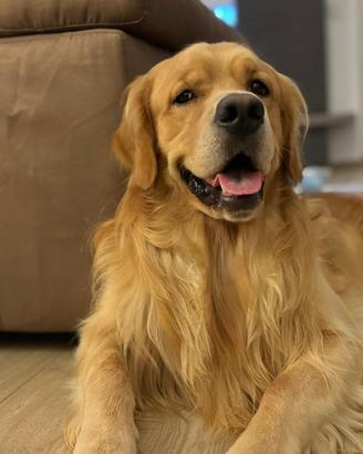 Cucciole di Golden retriver americano