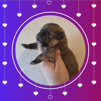 Spitz Pomerania nani