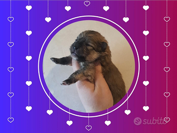 Spitz Pomerania nani