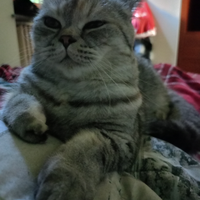 British femmina per accoppiamento