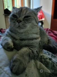 British femmina per accoppiamento