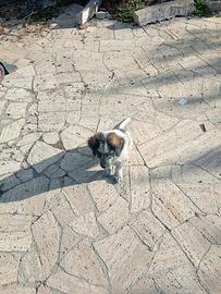 Cuccioli meticci nati il 18/07/26