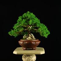 Ginepro Nano. Vaso Borchiato ArteSan 