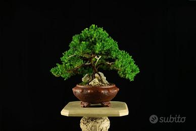 Ginepro Nano. Vaso Borchiato ArteSan 