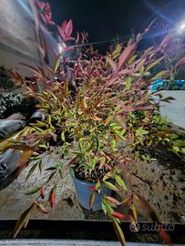 piante nandina