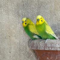 6 cocorite maschi in blocco