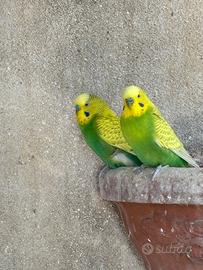 6 cocorite maschi in blocco