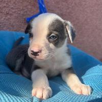 Cuccioli di Border Collie