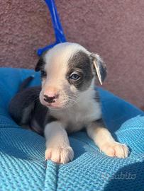 Cuccioli di Border Collie