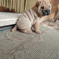 Shar pei